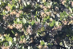 Arctostaphylos montaraensis