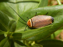 Ellipsidion humerale
