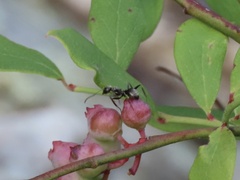 Formica fusca