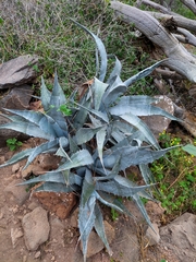 Agave sobria sobria
