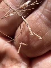 Dichelachne sieberiana