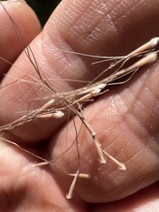 Dichelachne sieberiana