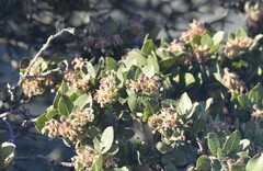 Arctostaphylos montaraensis