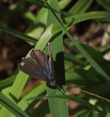 Lycaenidae