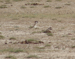 Charadrius montanus