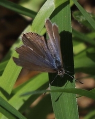 Lycaenidae