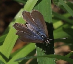 Lycaenidae