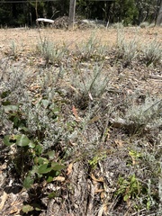 Dichelachne sieberiana