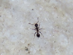 Temnothorax pergandei