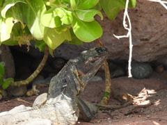 Ctenosaura pectinata