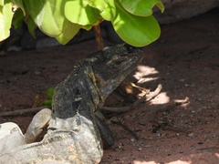 Ctenosaura pectinata