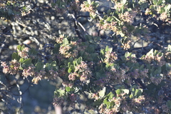 Arctostaphylos montaraensis