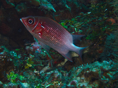 Sargocentron caudimaculatum