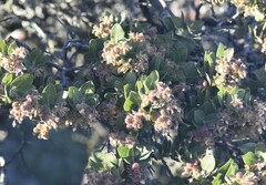 Arctostaphylos montaraensis