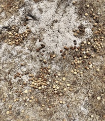 Oryctolagus cuniculus