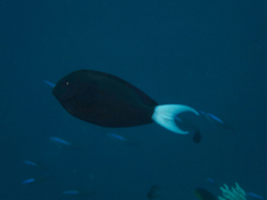 Acanthurus thompsoni