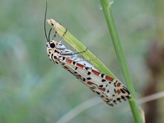 Utetheisa pulchelloides