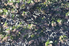 Arctostaphylos montaraensis