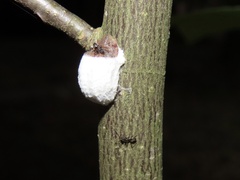 Neopulvinaria innumerabilis