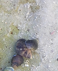 Austrolittorina cincta