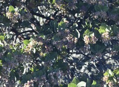 Arctostaphylos montaraensis