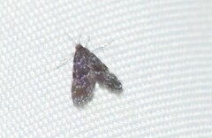 Elophila tinealis