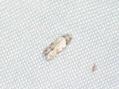 Taygete attributella