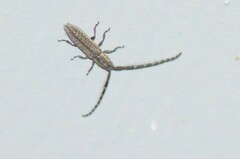 Dorcasta cinerea