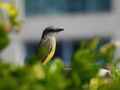 Tyrannus melancholicus