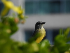 Tyrannus melancholicus