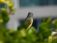 Tyrannus melancholicus