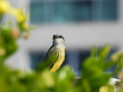 Tyrannus melancholicus