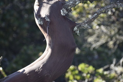 Arctostaphylos montaraensis
