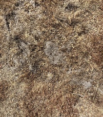 Oryctolagus cuniculus