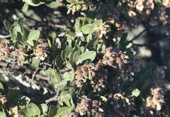 Arctostaphylos montaraensis