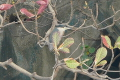 Nycticorax nycticorax nycticorax