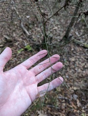 Vaccinium elliottii