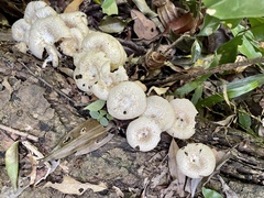 Lentinus squarrosulus