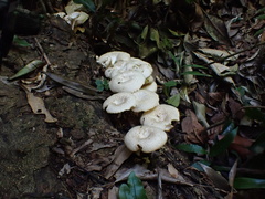 Lentinus squarrosulus