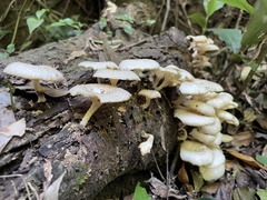 Lentinus squarrosulus