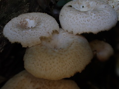 Lentinus squarrosulus