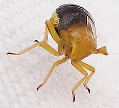 Ditropis pteridis