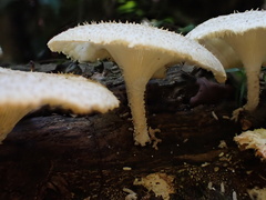 Lentinus squarrosulus