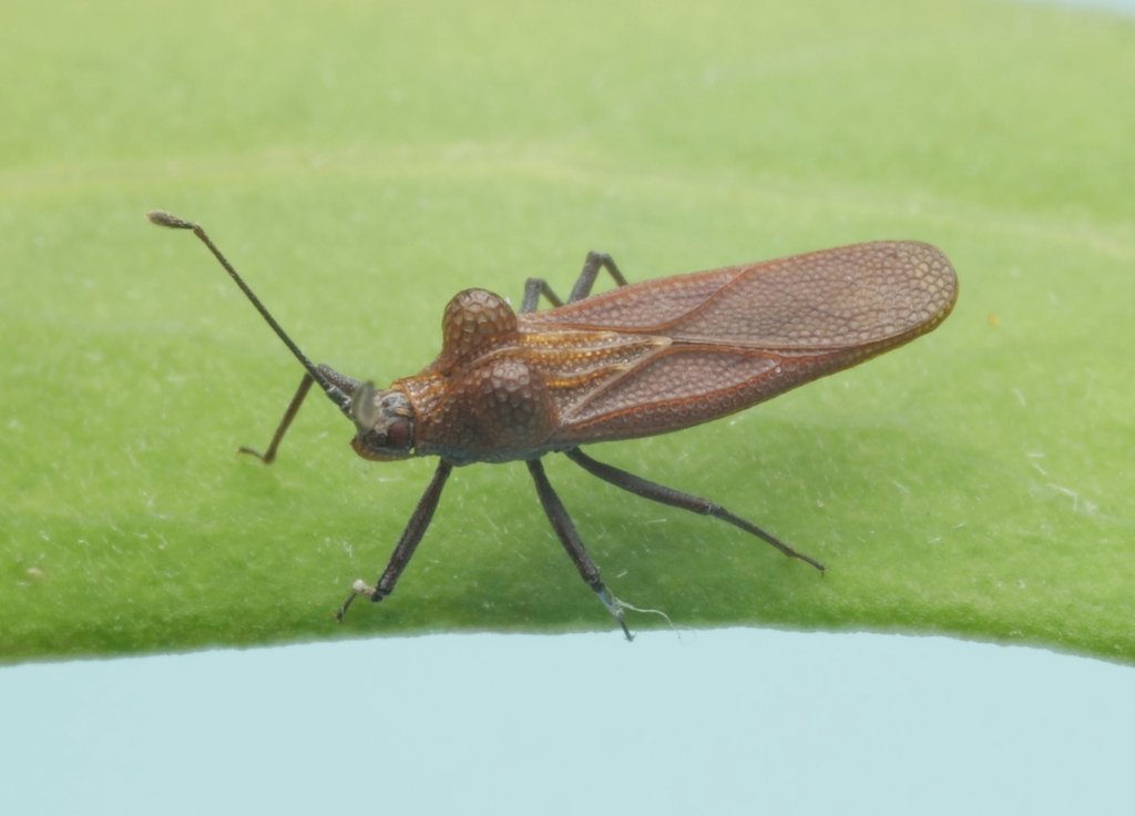 Oncophysa vesiculata