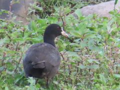 Fulica atra atra