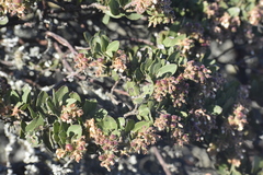Arctostaphylos montaraensis