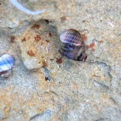 Austrolittorina cincta