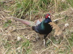 Phasianus versicolor