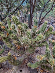Cylindropuntia bigelovii ciribe