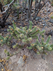 Cylindropuntia bigelovii ciribe